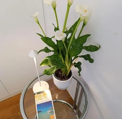 Am Belle Vue ハニア