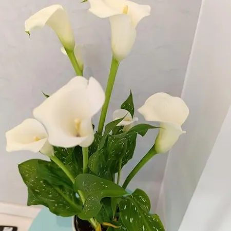 Am Belle Vue Apartman *