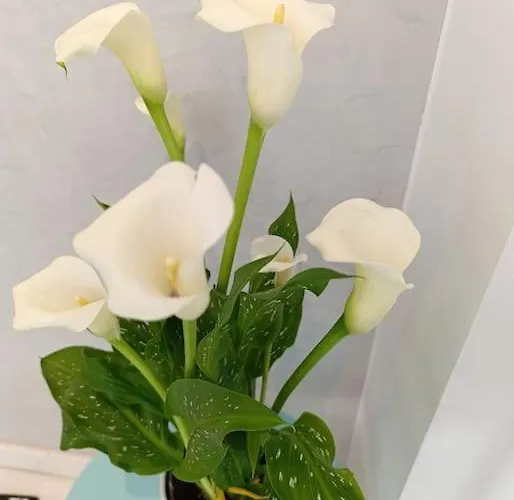 Am Belle Vue Appartamento *